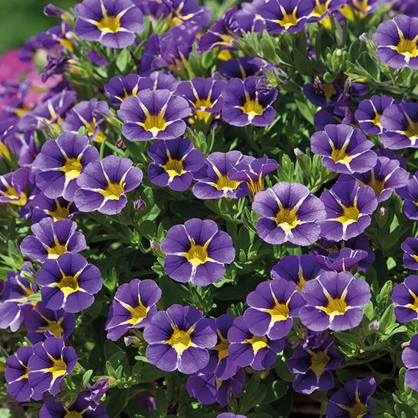 Cabaret Series Seeds - Flower Plant