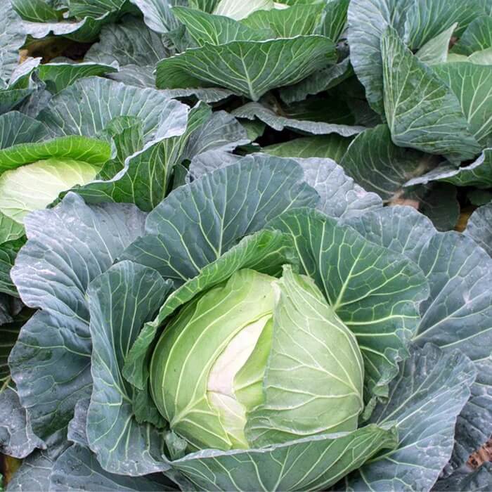 TEMP Round Hybrid Cabbage Seeds | Garden Vegetable