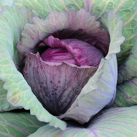 Cabbage Seeds – Red Acre 