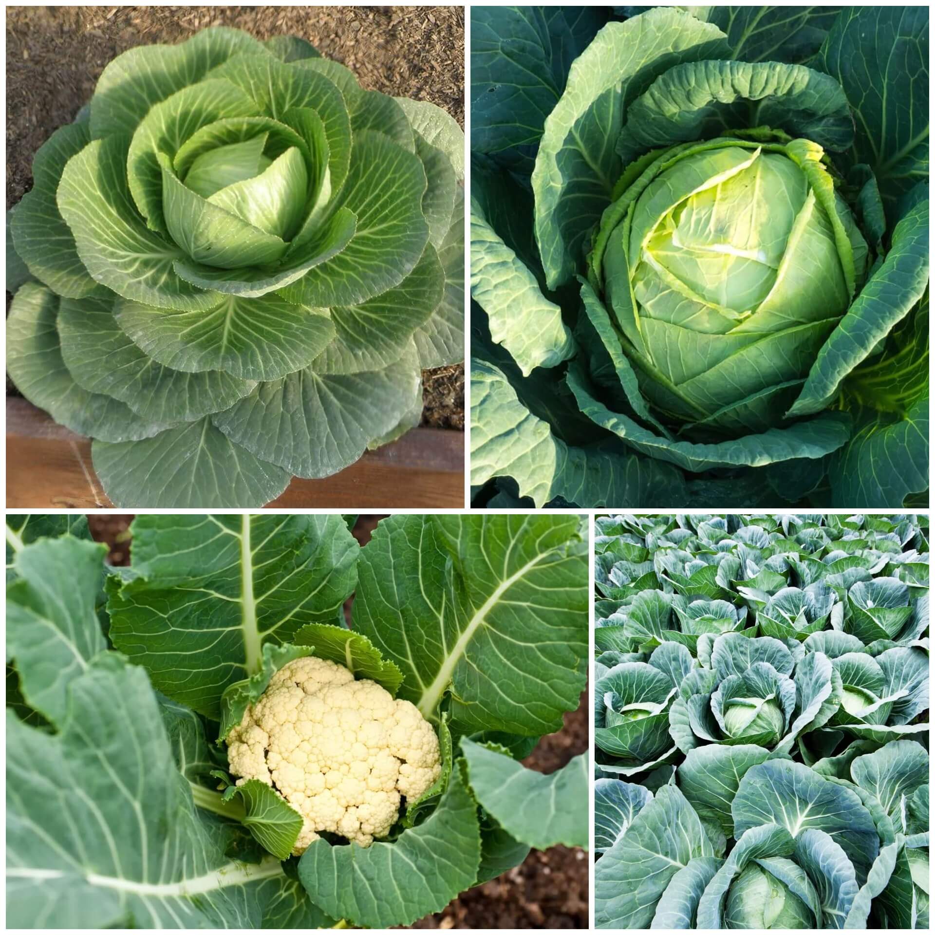 Cabbage Seeds - All In One For Home Gardens