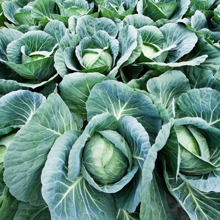 Cabbage Seeds - All In One For Home Gardens