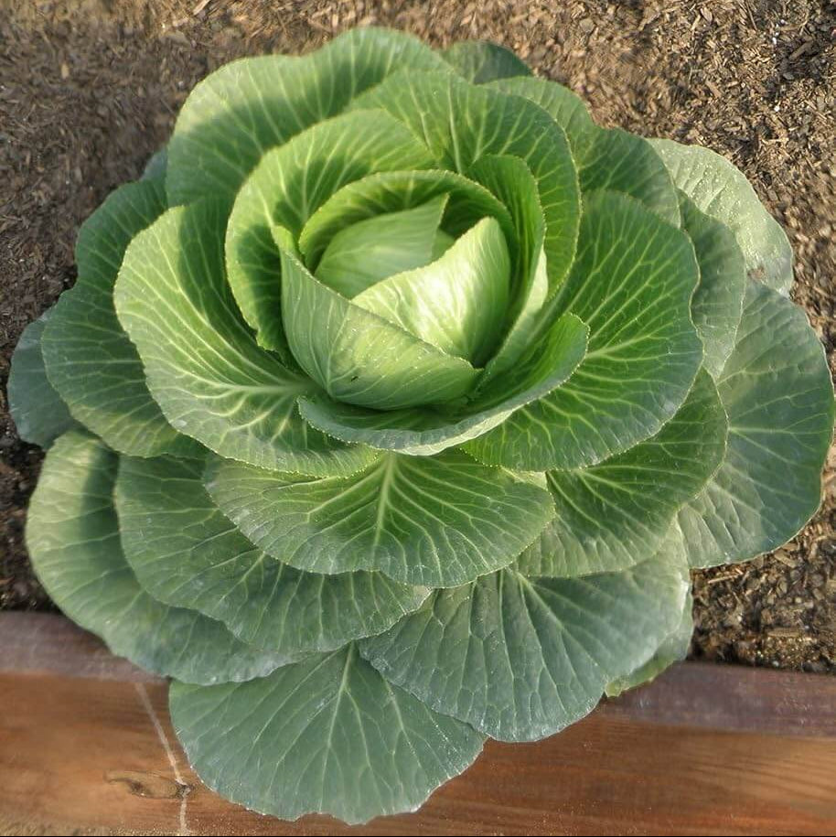 Cabbage Seeds - All In One For Home Gardens