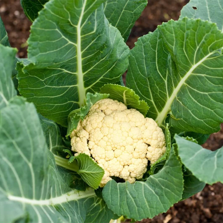 Cabbage Seeds - All In One For Home Gardens