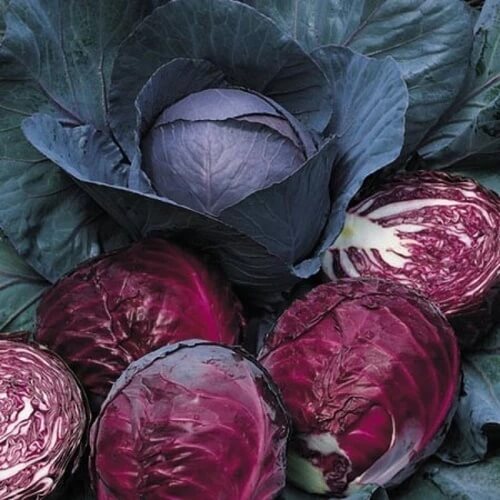 Cabbage Seeds – Red Acre 