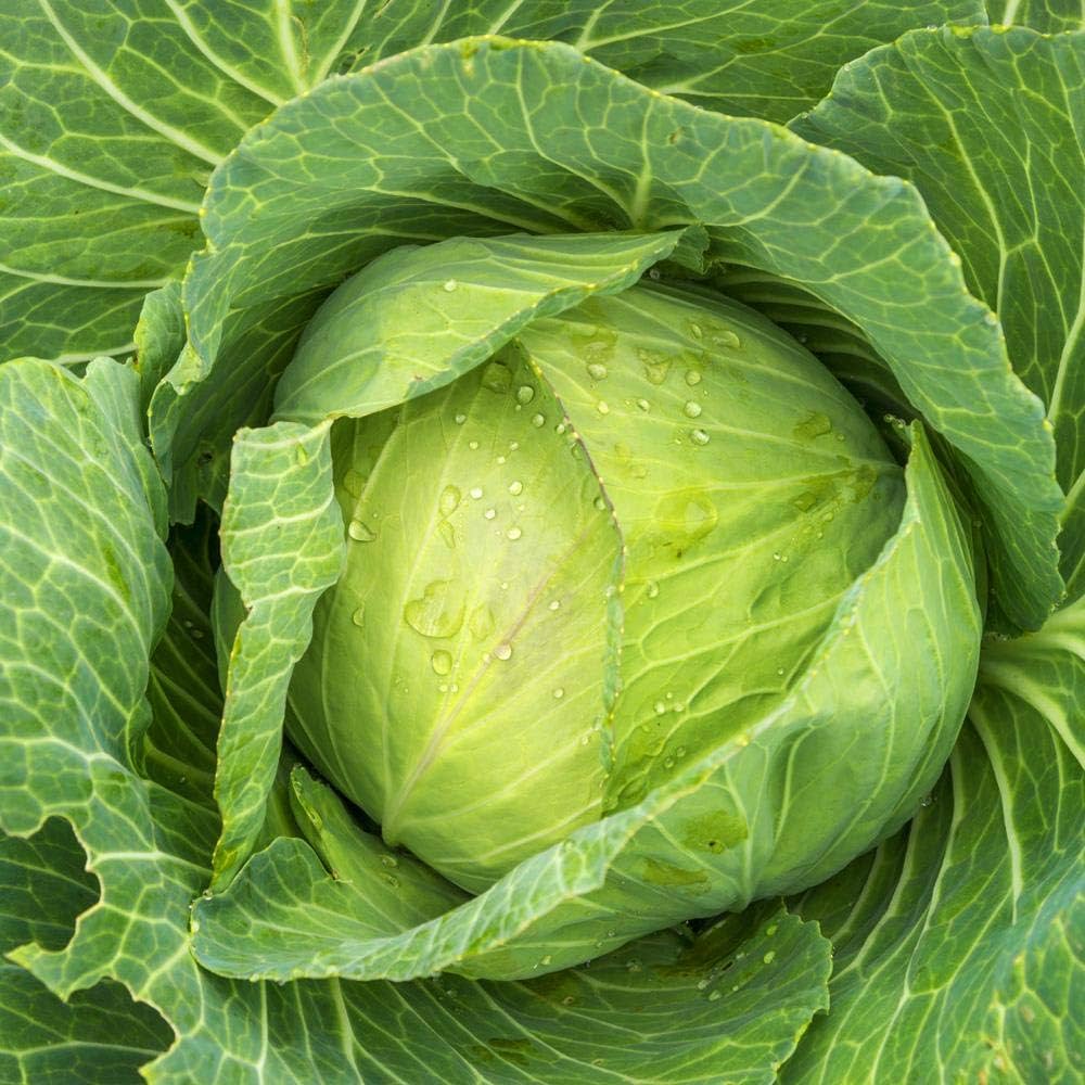 Cabbage Seeds – Crisp Leaf
