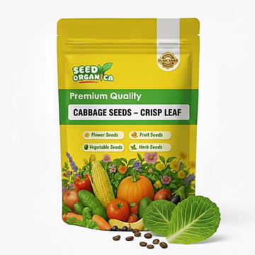 Cabbage Seeds – Crisp Leaf