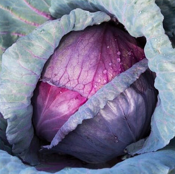 Cabbage Seeds – Red Acre 