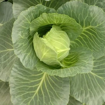 Cabbage Seeds – TEMP Round Hybrid
