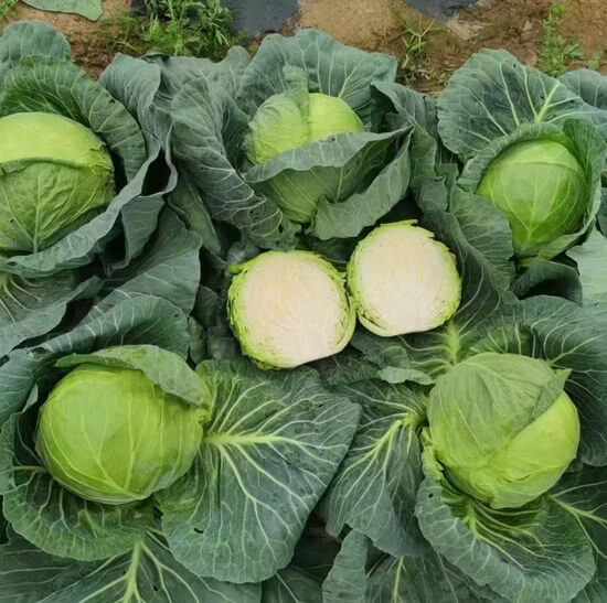 Cabbage Seeds – TEMP Round Hybrid