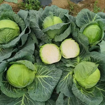 Cabbage Seeds – TEMP Round Hybrid
