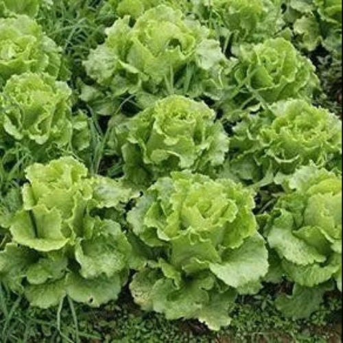 Cabbage and Lettuce Seeds – Loose Leaf
