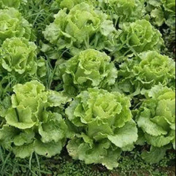 Cabbage and Lettuce Seeds – Loose Leaf
