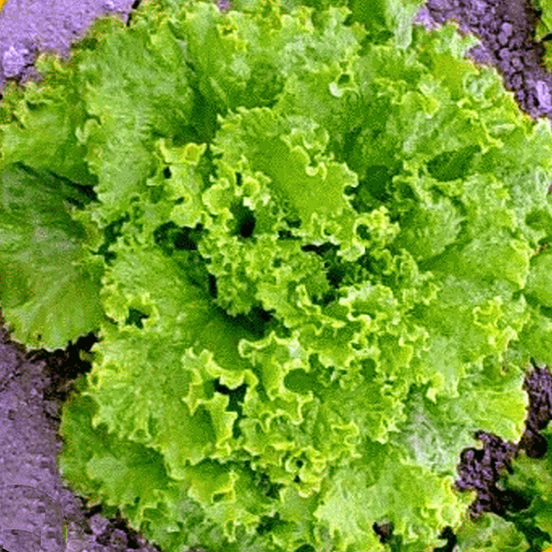 Cabbage and Lettuce Seeds – Loose Leaf
