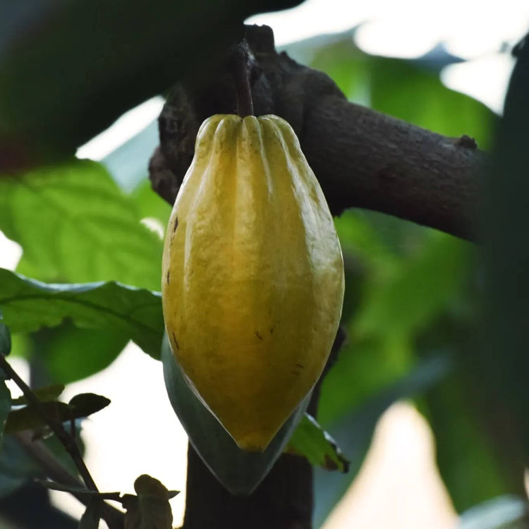 Cacao Seeds - Fruit Plant for Home Gardens