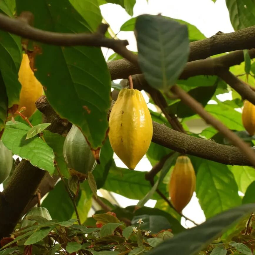 Cacao Seeds - Fruit Plant for Home Gardens