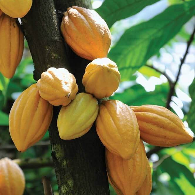 Cacao Seeds - Fruit Plant for Home Gardens