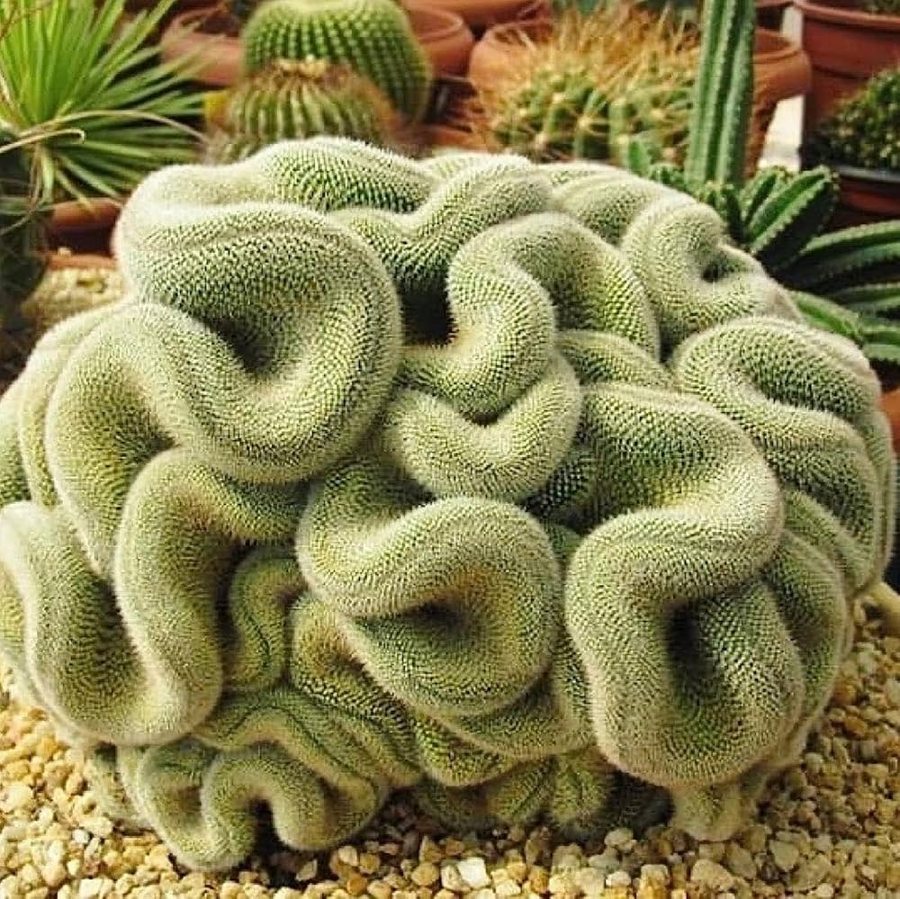 Cactus Seeds – Brain
