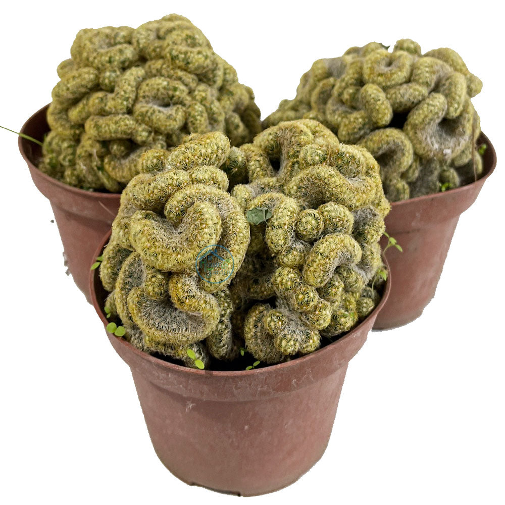 Cactus Seeds – Brain
