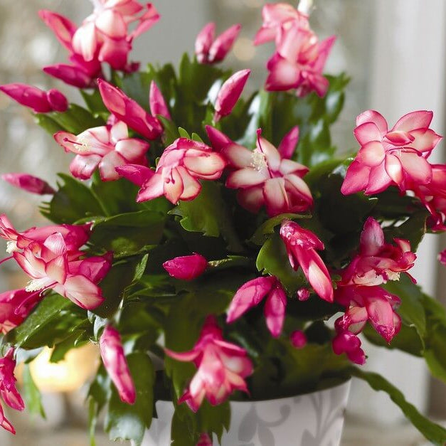 Cactus Seeds – Christmas (Crab)
