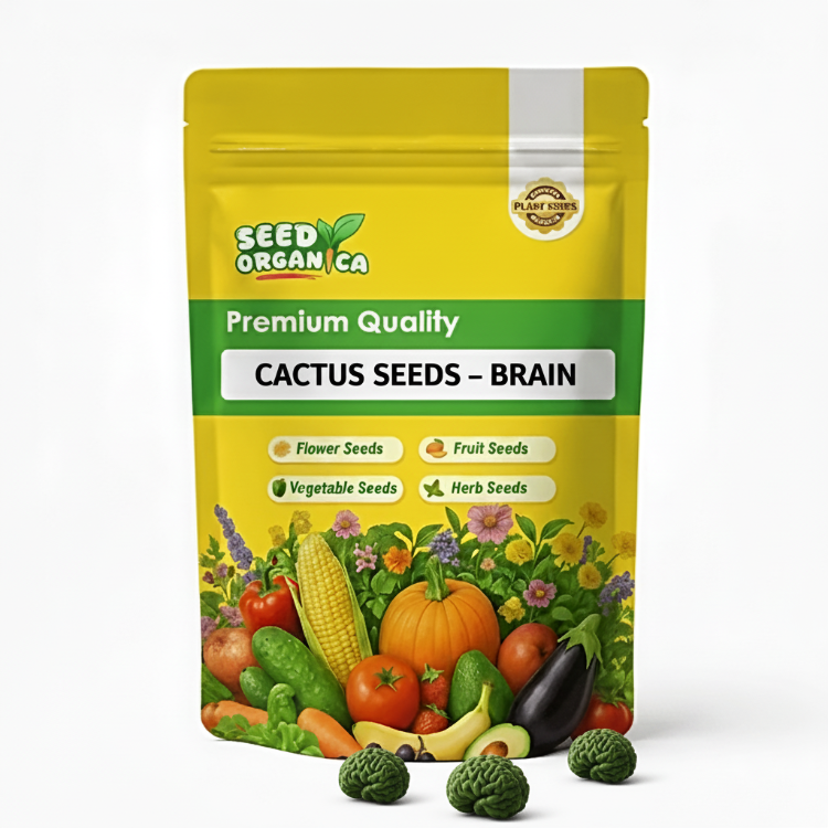 Cactus Seeds – Brain