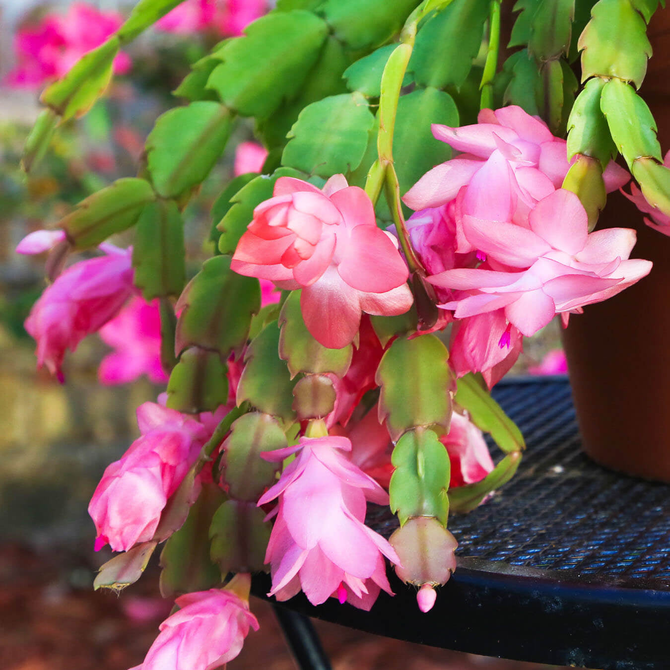 Cactus Seeds – Christmas (Crab)
