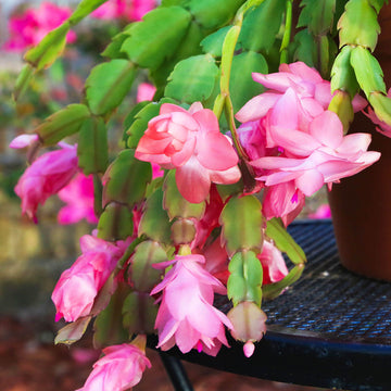 Cactus Seeds – Christmas (Crab)
