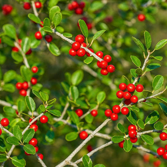 Caffeinated Plant Seeds