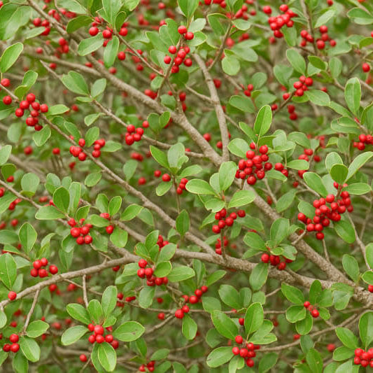 Caffeinated Plant Seeds