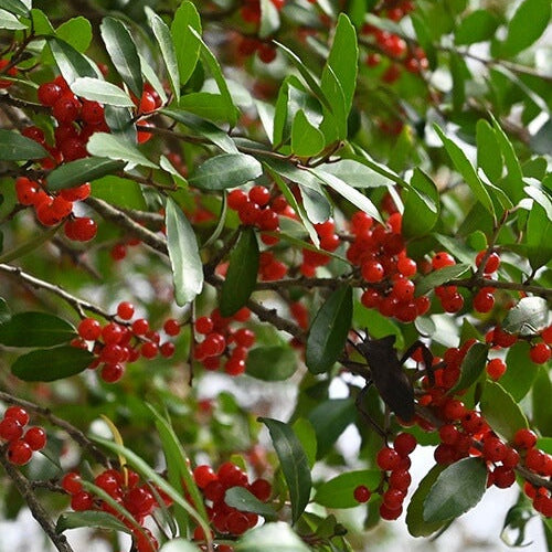 Caffeinated Plant Seeds