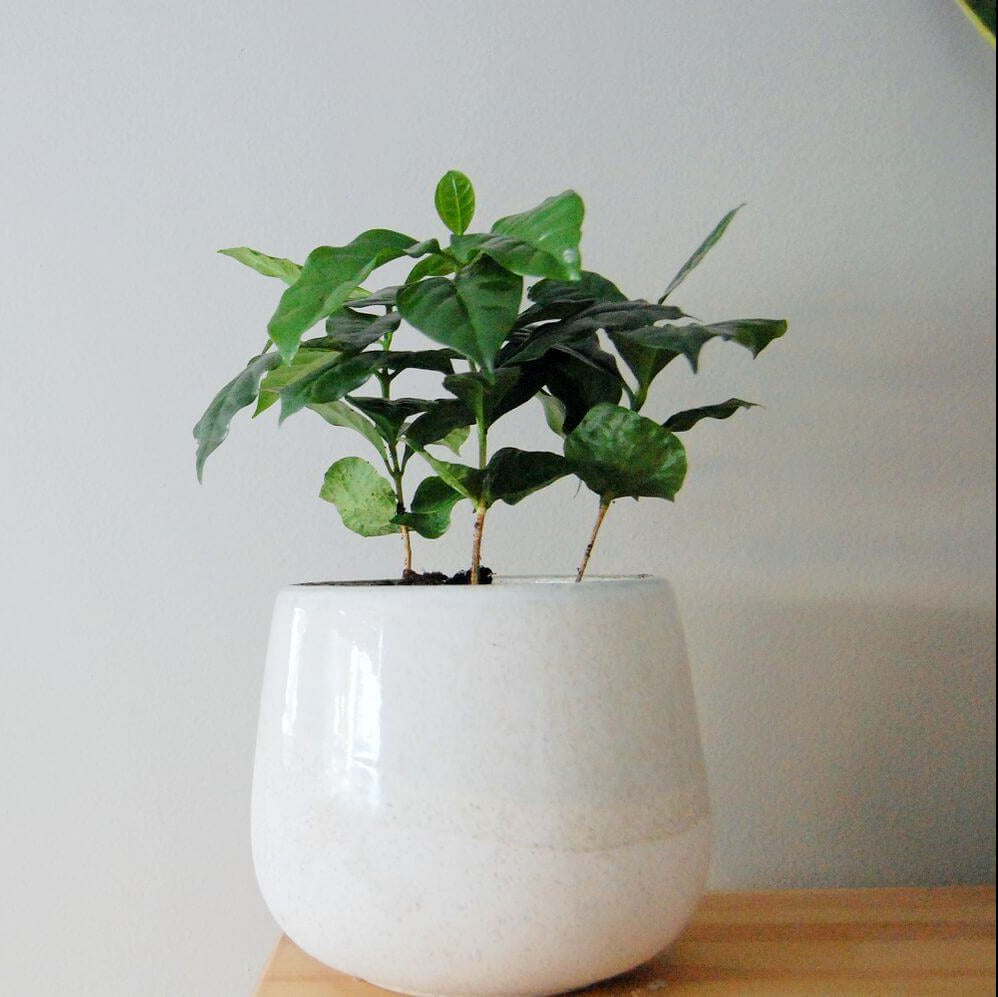 Caffeine Plant Seeds