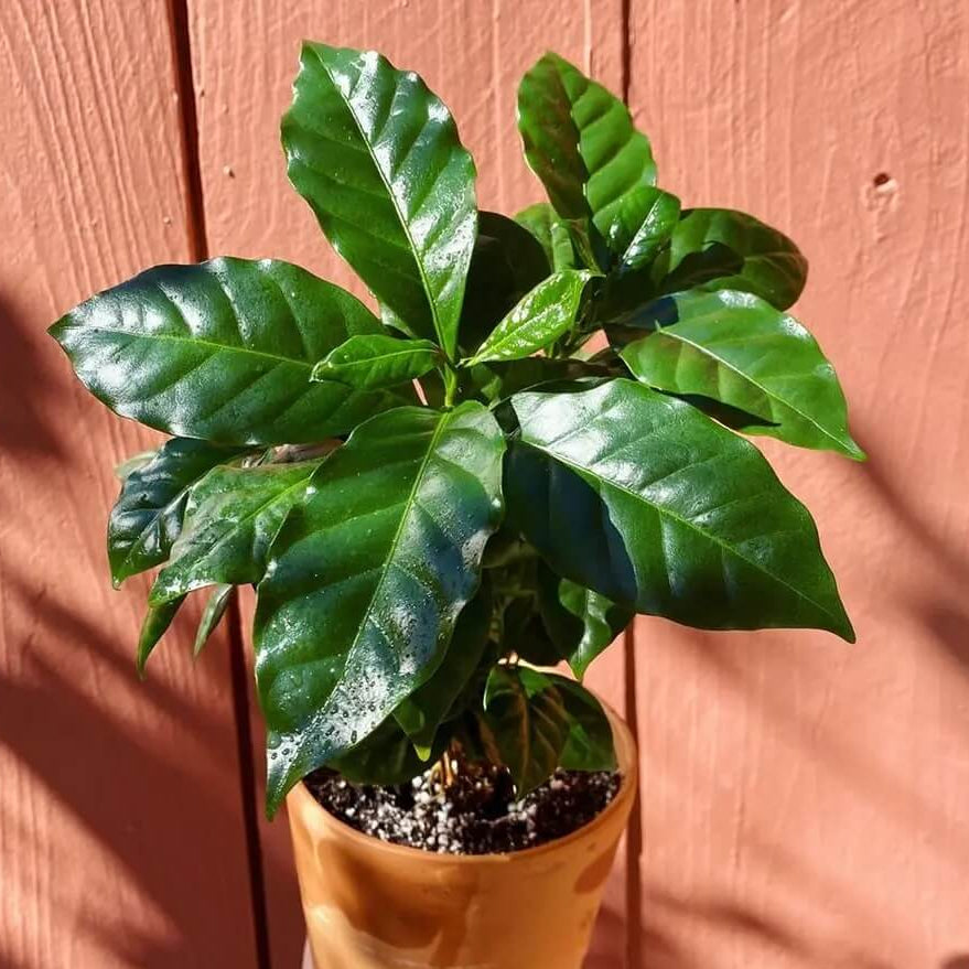 Caffeine Plant Seeds