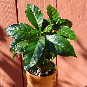 Caffeine Plant Seeds