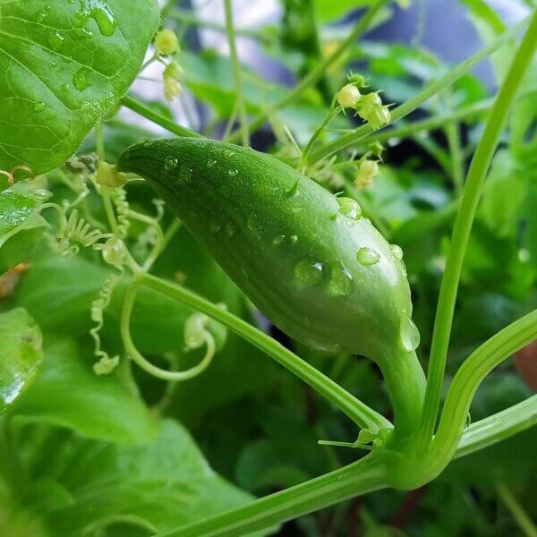Caigua Seeds - Vegetable Plant for Home Gardens