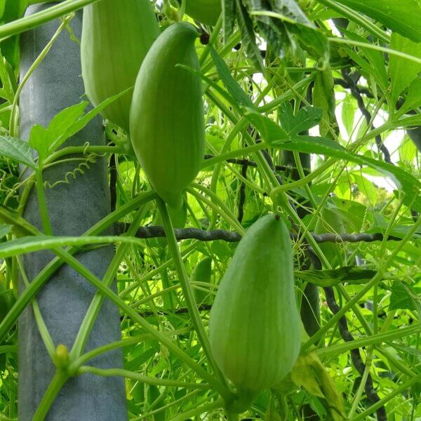 Caigua Seeds - Vegetable Plant for Home Gardens