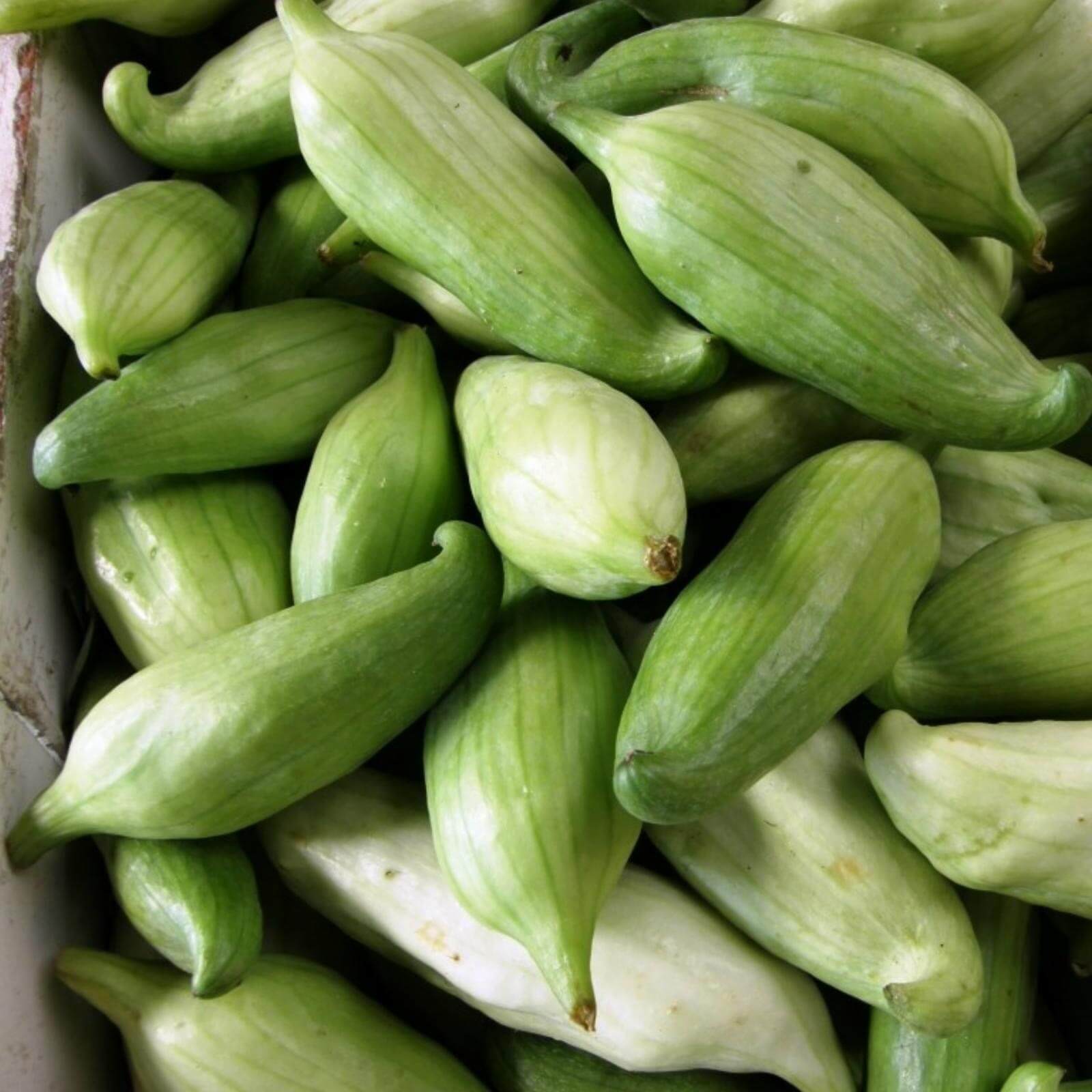 Caigua Seeds - Vegetable Plant for Home Gardens