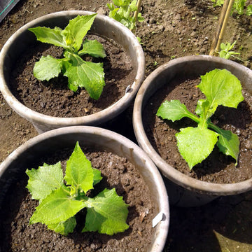 Cajamarca Yacon Seeds - Vegetable Plant