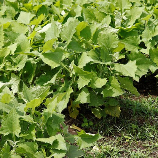 Cajamarca Yacon Seeds - Vegetable Plant
