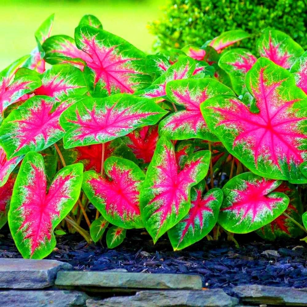 Caladium Seeds – Bicolor
