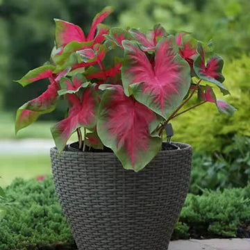 Caladium Seeds – Caladium bicolor