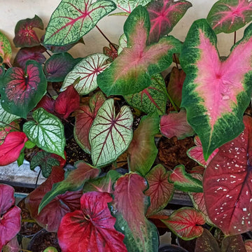 Caladium Seeds