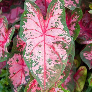Caladium Seeds – Carolyn Whorten