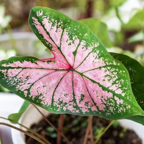Caladium Seeds – Light Pink Green