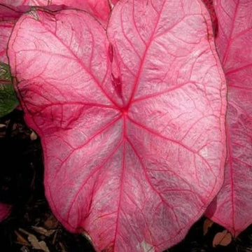 Caladium Seeds – Pink Mix