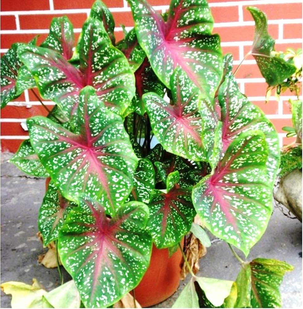 Caladium Seeds – Vibrant 