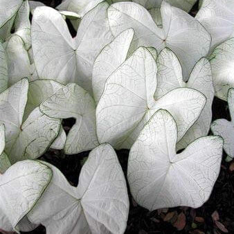 Caladium Seeds – White