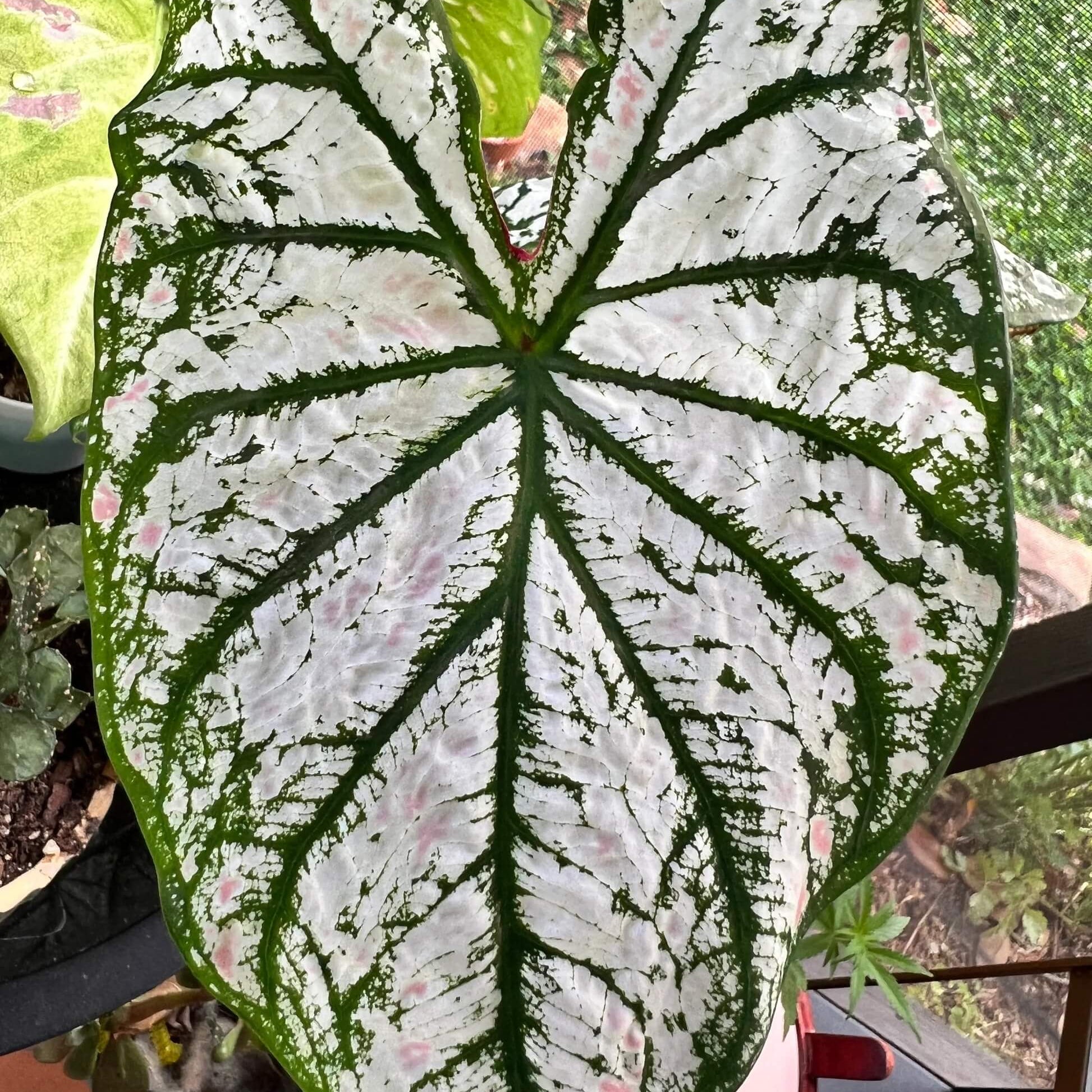 Caladium Seeds – White Green 