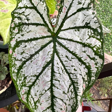 Caladium Seeds – White Green 