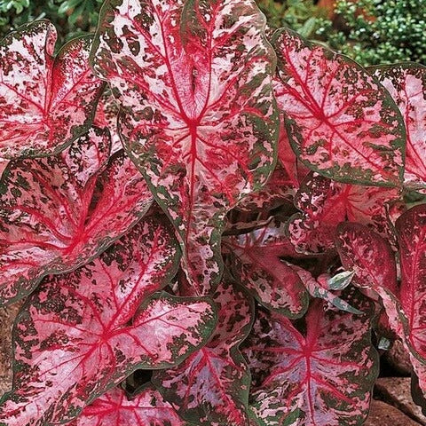 Caladium Seeds – Carolyn Whorten