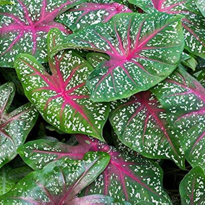 Caladium Seeds – Vibrant 