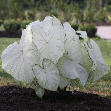 Caladium Seeds – White